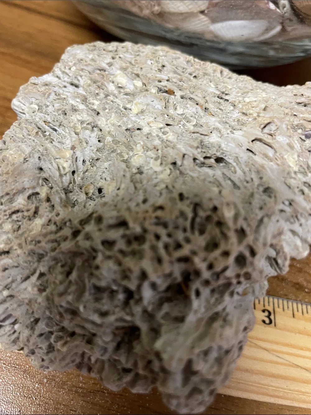 Fossil found on the beach, resembling brain fossil.